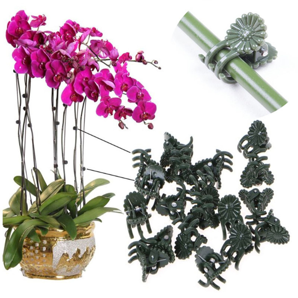 100Pcs Ladybug Shaped Orchid C – Bonsai Garden Plants Bewertung und Preis