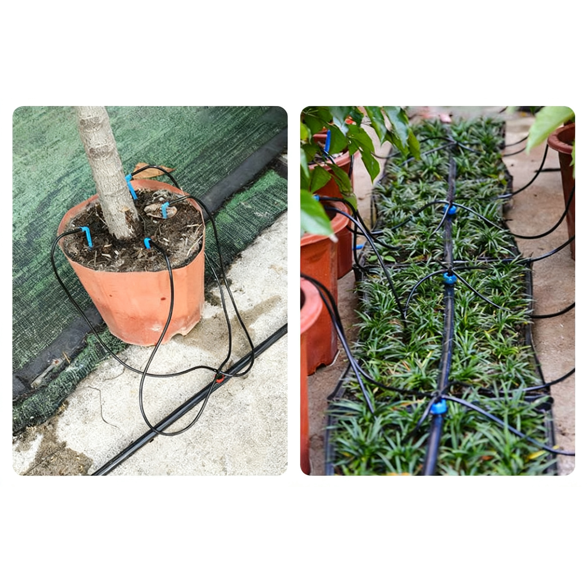 10m 3/5mm Micro Drip Irrigatio – Bonsai Garden Youtube Bewertung und Preis