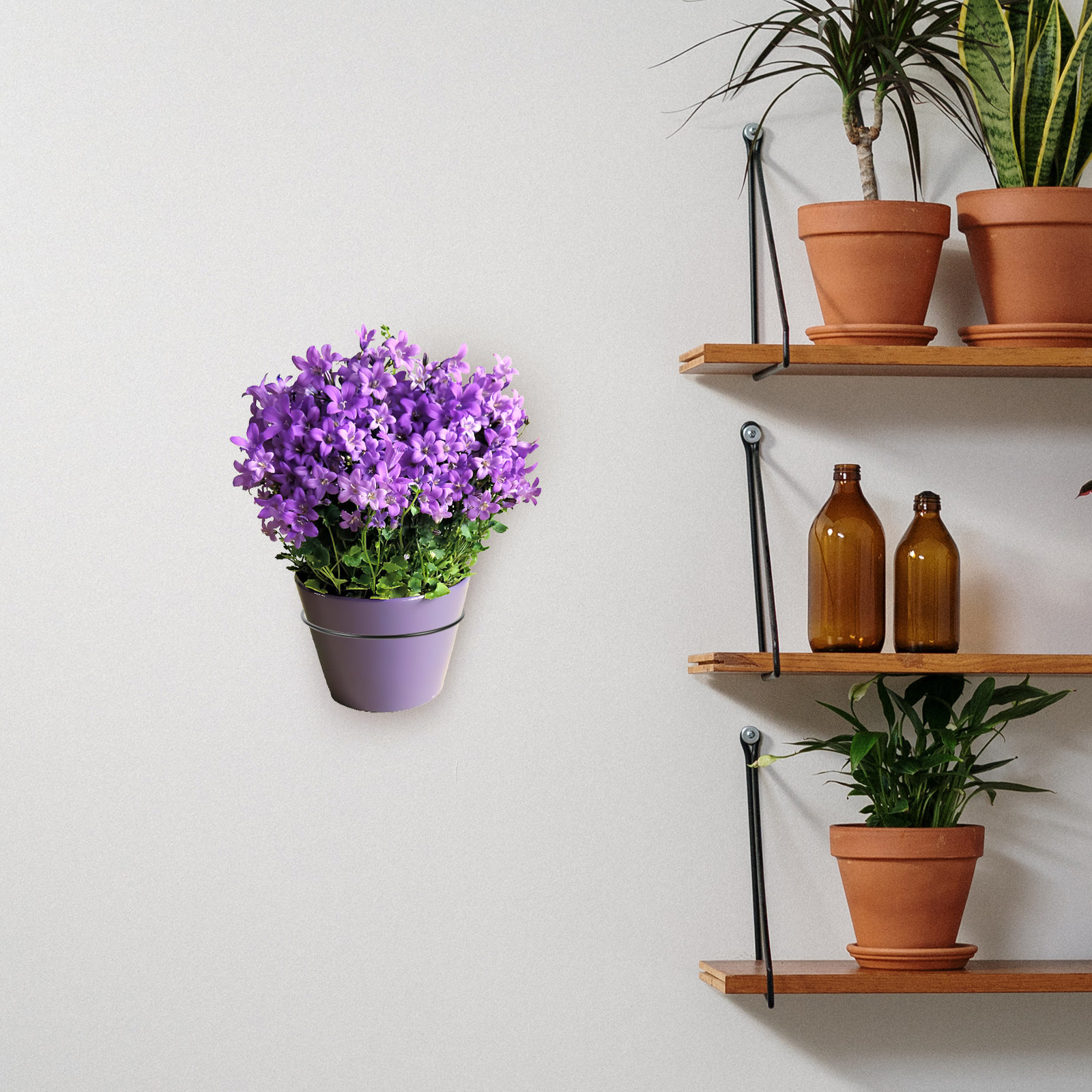 Iron Wall-Mounted Flowerpot Ra – Bonsai Garden Plants Bewertung und Preis