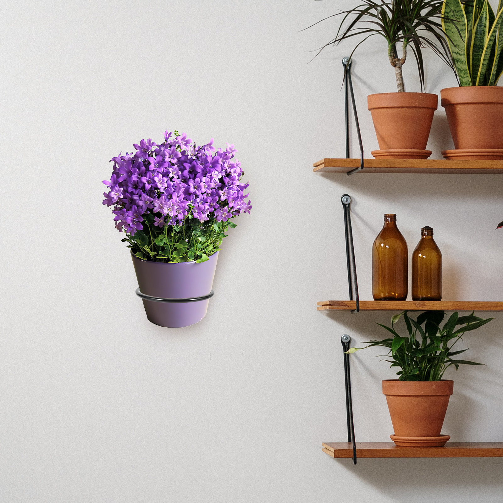 3Pcs Wall-Mounted Plant Pot Ri – Bonsai Garden Plants Bewertung und Preis